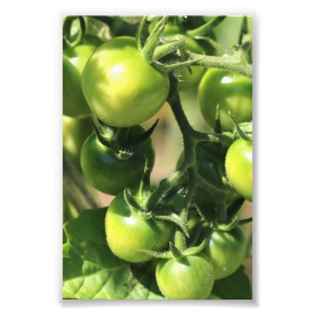 Grüne Tomaten Fotodruck (Vorne)