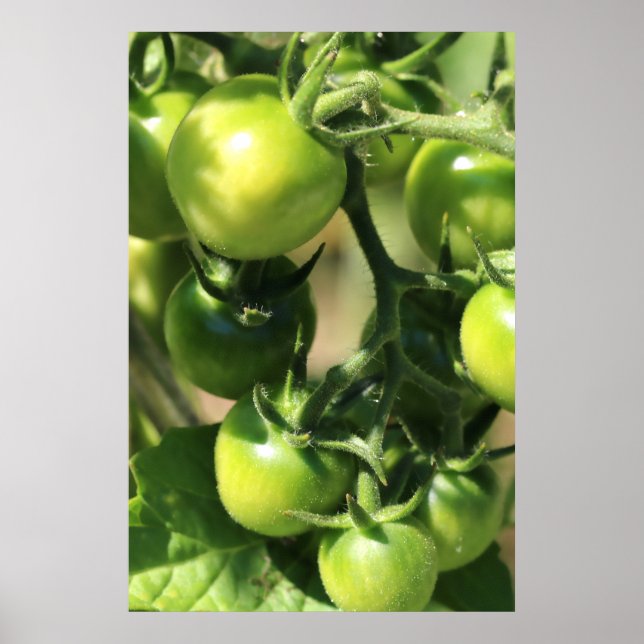 Grüne Tomaten Poster (Vorne)