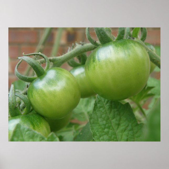 Grüne Tomaten Poster (Vorne)