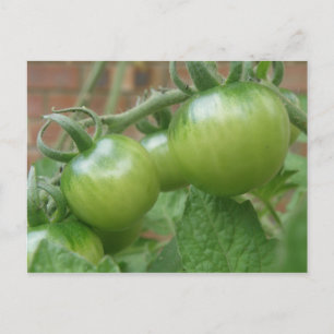 Grüne Tomaten Postkarte