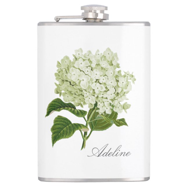 Grüne und weiße Hydrangea-Blume mit Namen Flachmann (Vorderseite)