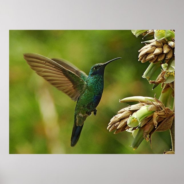 Grüne Violettohren Hummingbird Gerahmt Print Poster (Vorne)