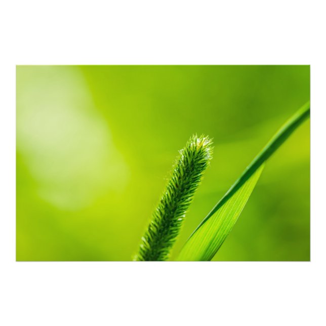 Grüne Welt Fotodruck (Vorne)