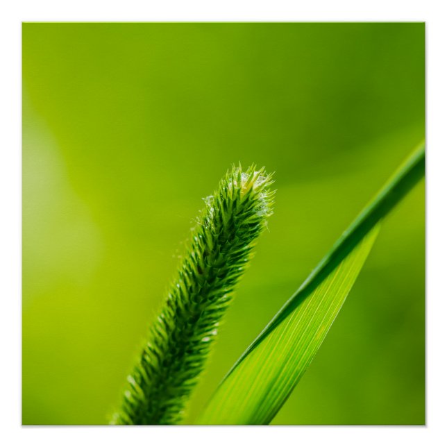 Grüne Welt Poster (Vorderseite)