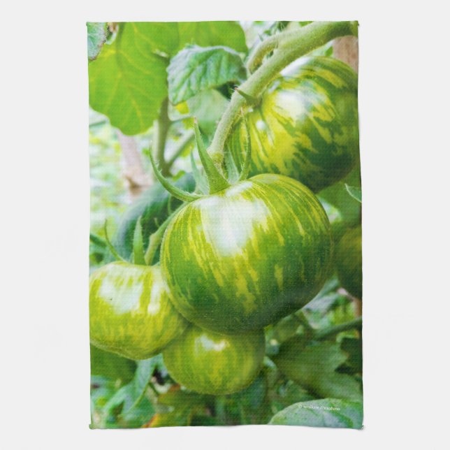 Grüne Zebra Heirloom Tomaten/Paradeiser auf dem We Geschirrtuch (Vertikal)