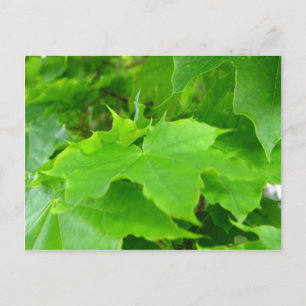 Grüner Ahorn Postkarte