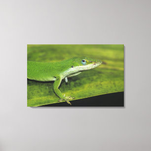 Grüner Anolis, Anolis carolinensis, erwachsen auf Leinwanddruck