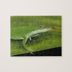 Grüner Anolis, Anolis carolinensis, erwachsen auf  Puzzle