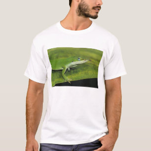 Grüner Anolis, Anolis carolinensis, erwachsen auf  T-Shirt