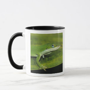 Grüner Anolis, Anolis carolinensis, erwachsen auf Tasse