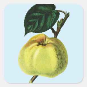grüner Apfel an einem Baum Obst botanische Illustr Quadratischer Aufkleber