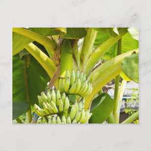 Grüner Bananenbaum Postkarte