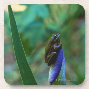 Grüner Baum-Frosch auf Iris Getränkeuntersetzer