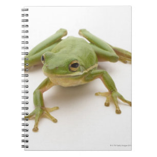 Grüner Baum-Frosch Notizblock