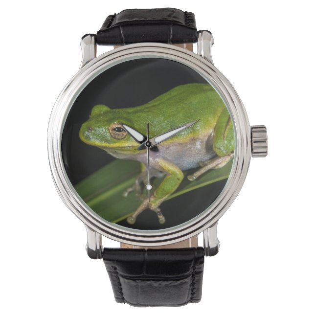 Grüner Baumfrosch (Hyla cinerea) 2 Armbanduhr (Vorderseite)