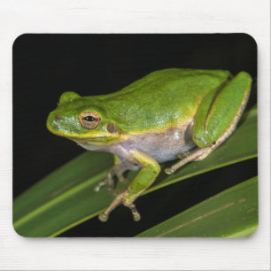 Grüner Baumfrosch (Hyla cinerea) 2 Mousepad