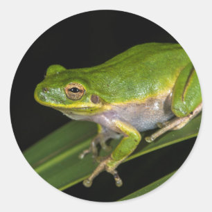 Grüner Baumfrosch (Hyla cinerea) 2 Runder Aufkleber