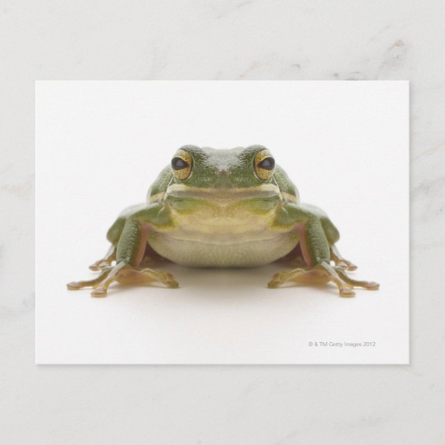 Grüner Baumfrosch (Hylidae cinerea) Postkarte (Vorderseite)