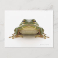Grüner Baumfrosch (Hylidae cinerea)