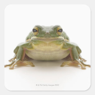 Grüner Baumfrosch (Hylidae cinerea) Quadratischer Aufkleber