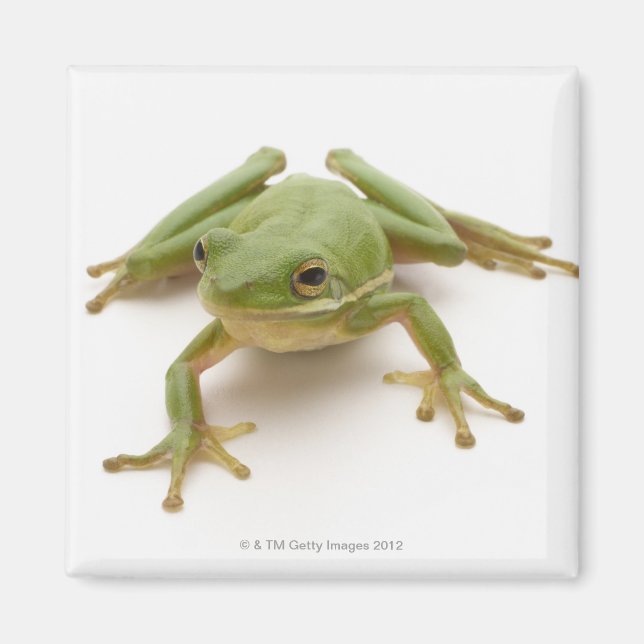 Grüner Baumfrosch Magnet (Vorne)