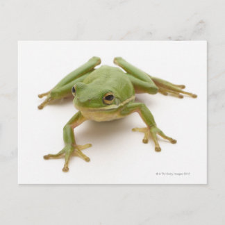 Grüner Baumfrosch Postkarte