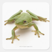 Grüner Baumfrosch