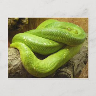 Grüner Baumpython Postkarte