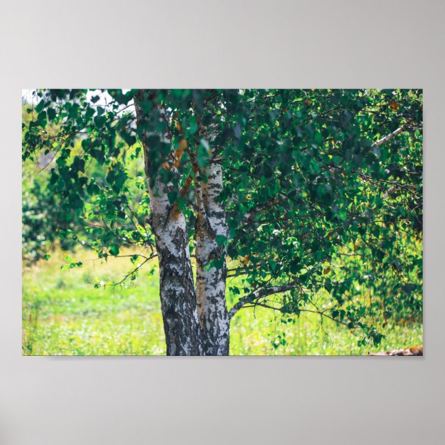 Grüner Birkenbaum Verlasse Natur Poster (Vorne)