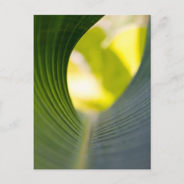 Grüner Blatt Postkarte (Vorderseite)