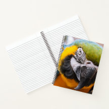 Grüner, blauer und gelber Papagei