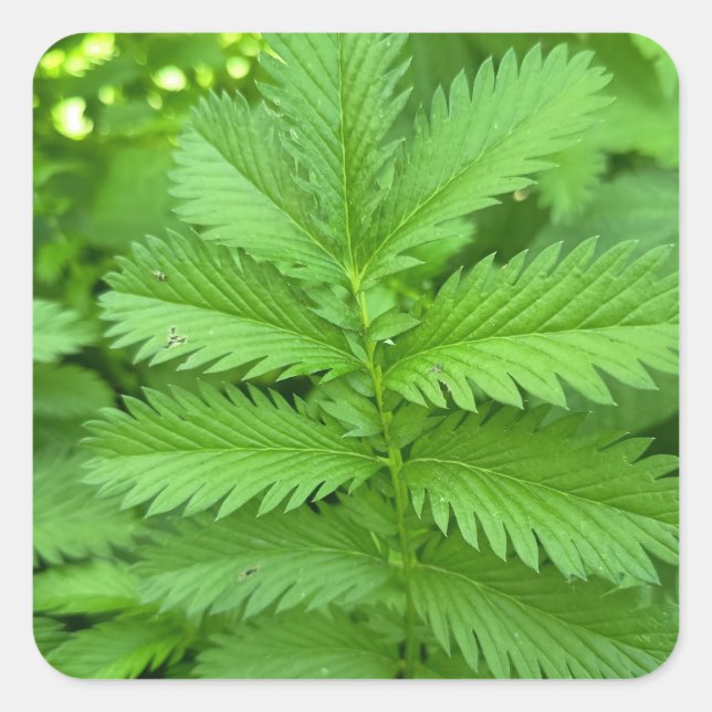 Grüner Botanischer Blätter Quadratischer Aufkleber (Vorderseite)