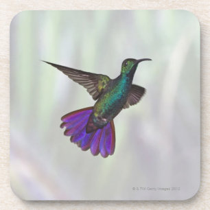 Grüner-breasted Mango-Kolibri Anthracocorax Untersetzer