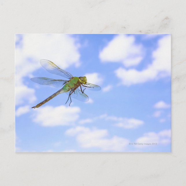 Grüner Darner (Anax junius) gegen Postkarte (Vorderseite)