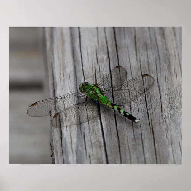 Grüner Drache Poster (Vorne)