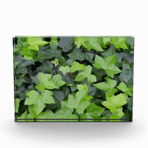Grüner Efeu Botanischer Druck Fotoblock