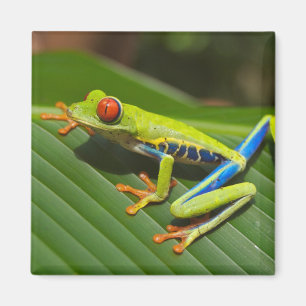 Grüner, farbiger Dschungelbaumfrosch Magnet