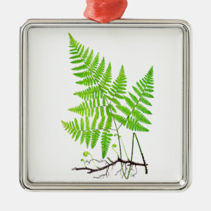 Grüner Farn-botanische Kunst-Illustration Ornament Aus Metall