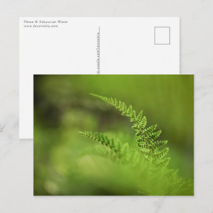 Grüner Farn Naturfoto Postkarte