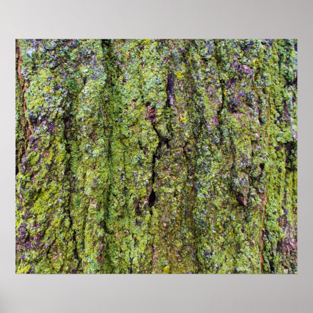 Grüner Flechte auf Baumrinde Natur Poster (Vorne)