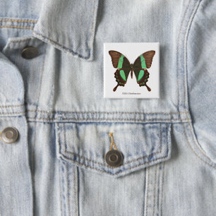 Grüner Frack-Schmetterling Button