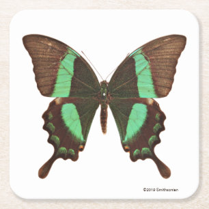 Grüner Frack-Schmetterling Rechteckiger Pappuntersetzer