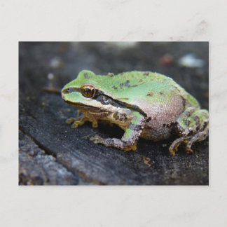 Grüner Frosch auf einem Baumstumpf Postkarte