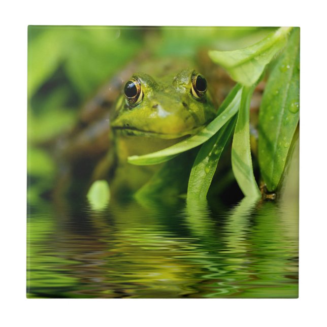 Grüner Frosch durch einen Teich Fliese (Vorderseite)