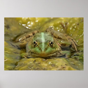 Grüner Frosch, gekämmt gegen Wetterbedingungen Poster