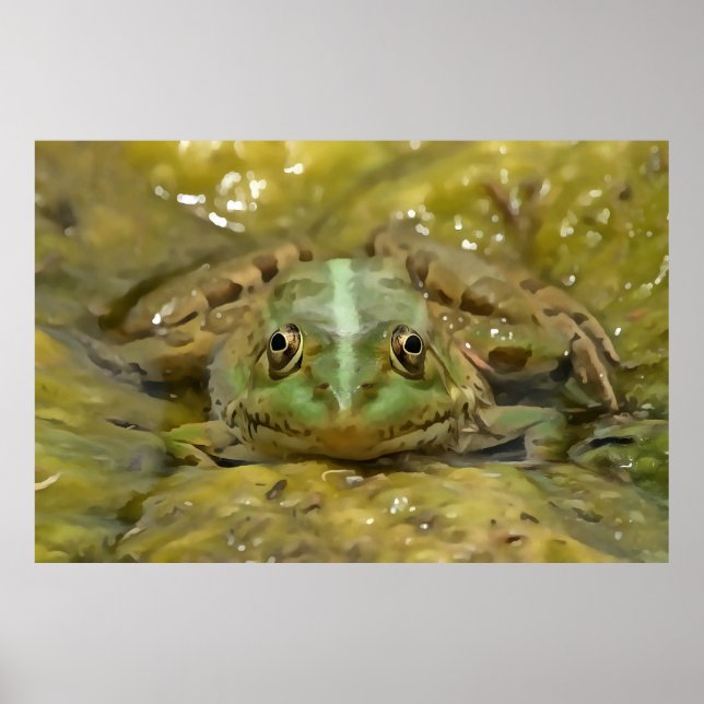 Grüner Frosch, gekämmt gegen Wetterbedingungen Poster (Vorne)