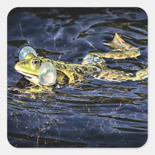 Grüner Frosch im Teich Quadratischer Aufkleber