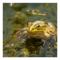 Grüner Frosch in glattem Wasser Akrylenmalerei