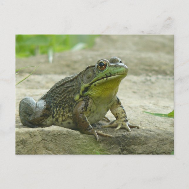 Grüner Frosch Postkarte (Vorderseite)