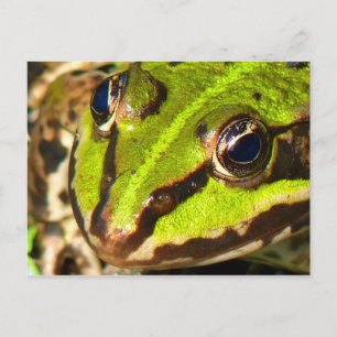 Grüner Frosch Postkarte